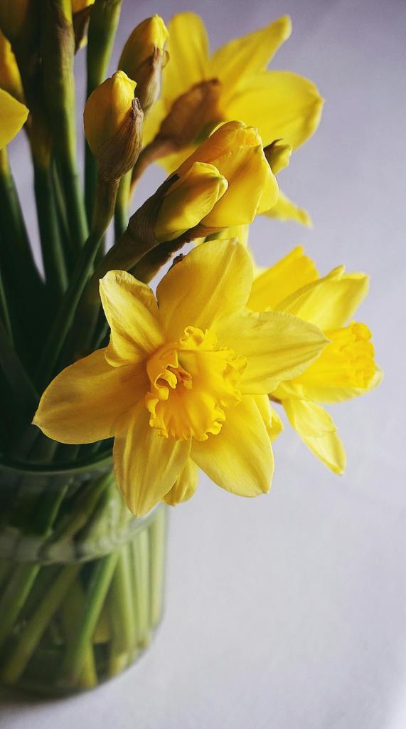 ¿Por qué se regalan flores amarillas?