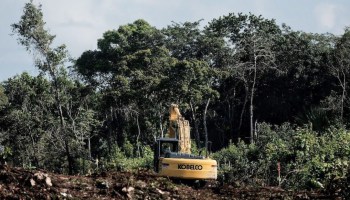 4 datos para dimensionar la tala de 7 millones de árboles por el Tren Maya
