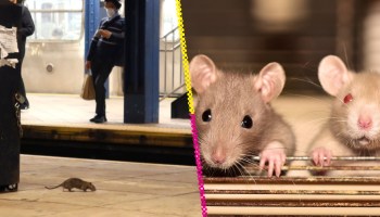 Anticonceptivos para ratas: El plan de Nueva York para enfrentar su plaga