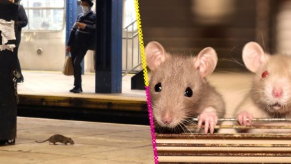 Anticonceptivos para ratas: El plan de Nueva York para enfrentar su plaga