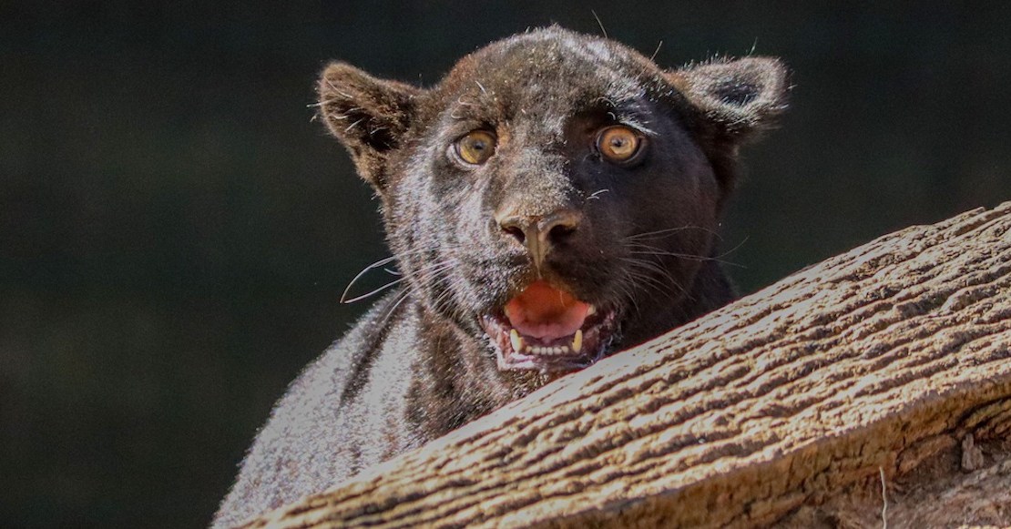 Cachorra de jaguar no resistió y murió por inundación de aguas negras en Zoológico de Morelia