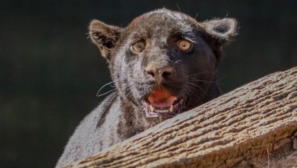 Cachorra de jaguar murió por aguas negras en el Zoológico de Morelia.