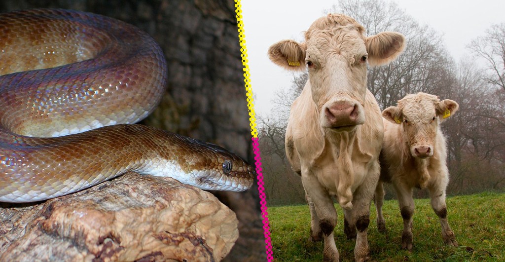 4 razones por las que comer carne de serpiente sería mejor que la de res, cerdo o pollo