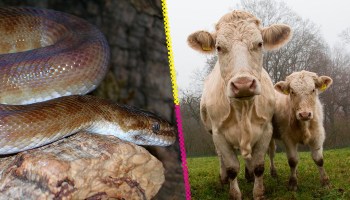 4 razones por las que comer carne de serpiente sería mejor que la de res, cerdo o pollo