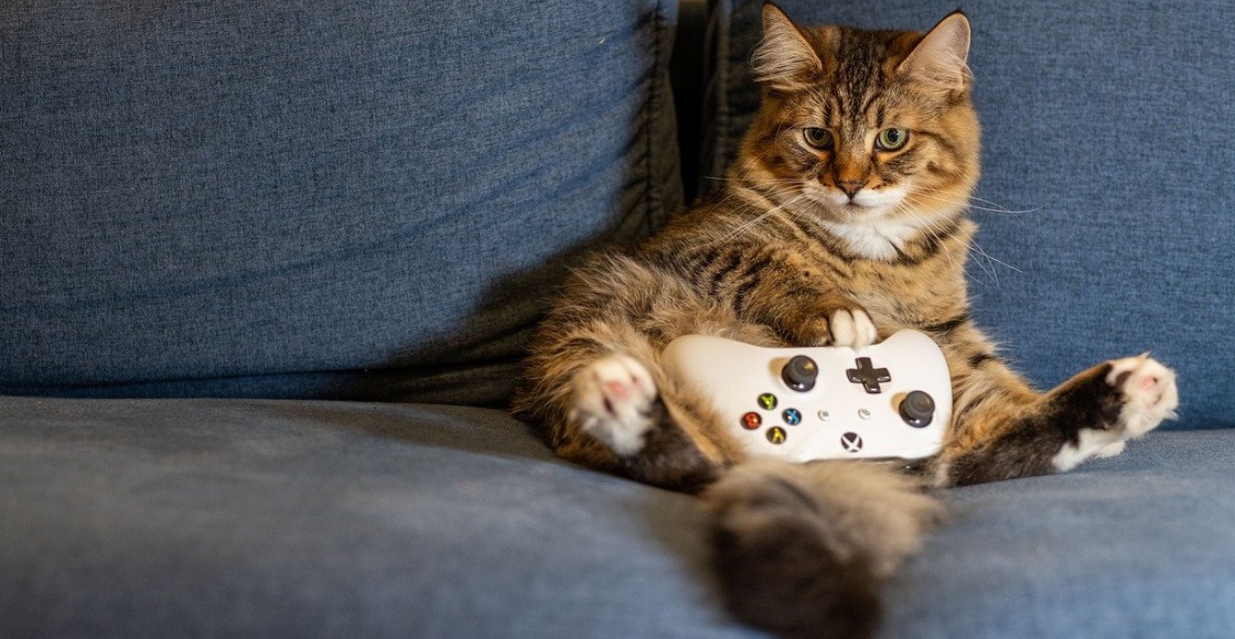 Ya no te pueden prohibir tener mascotas si vives en un condominio en el Estado de México,