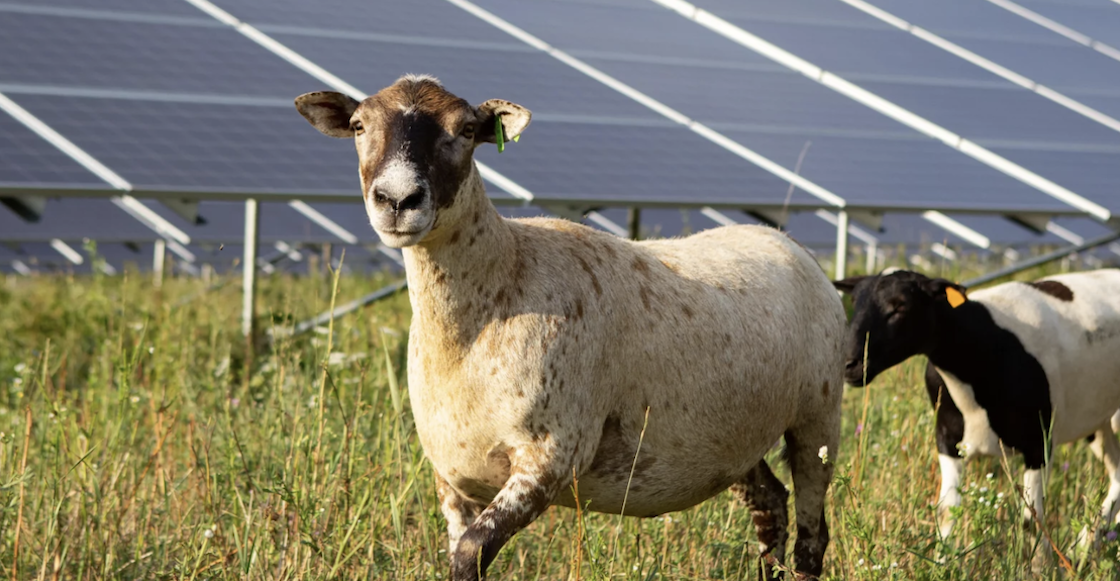ovejas-clave-pastoreo-energia-solar-energias-limpias-paneles-pasto