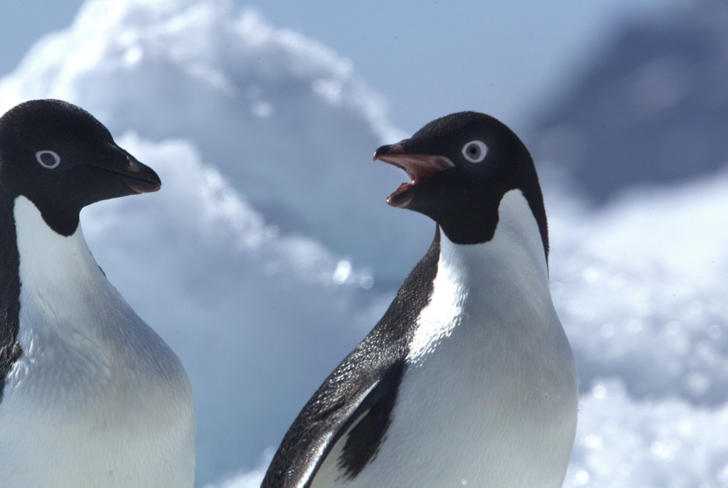 Encontraron pingüinos muertos en una zona de la Antártida.