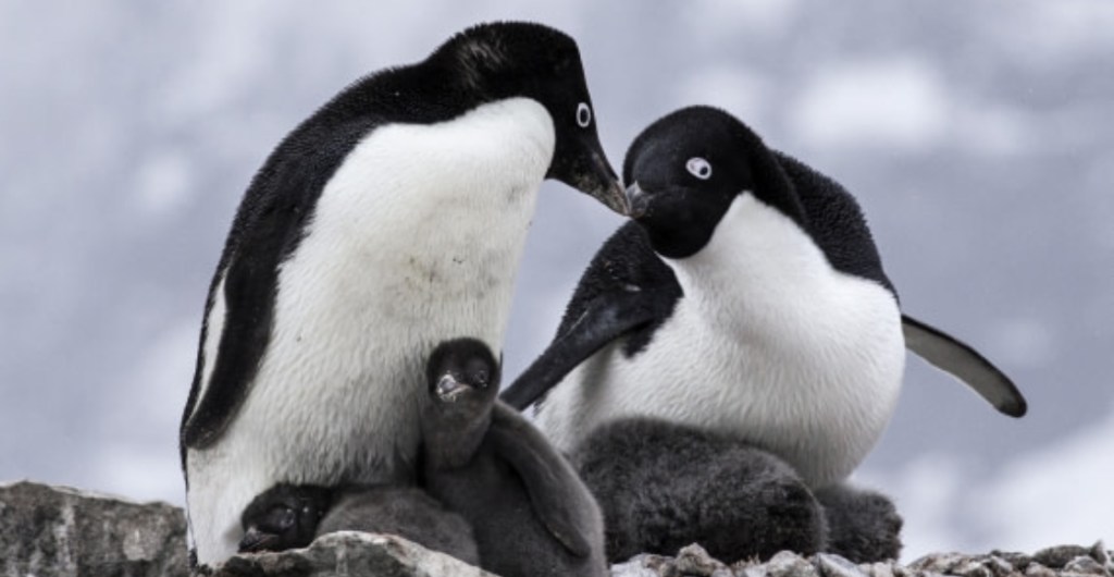 Los pingüinos que fueron encontrados muertos en la Antártida