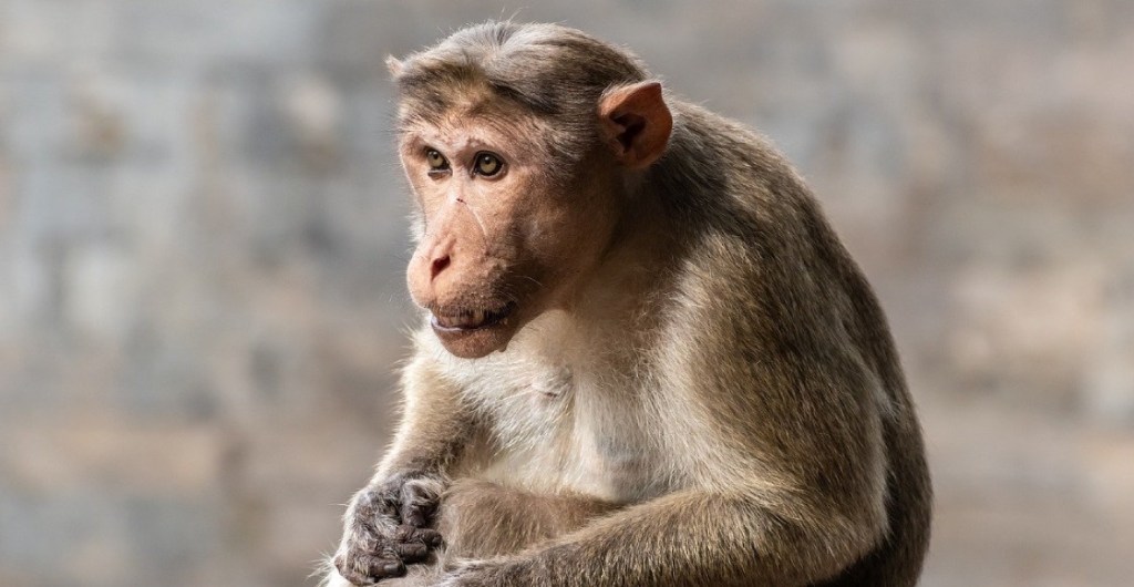 El virus B de Hong Kong que infectó a un hombre tras el ataque de un mono.