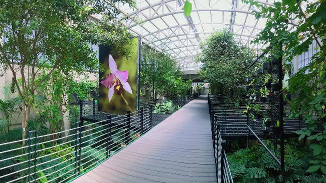 5 lugares para comprar las orquídeas más raras en la CDMX