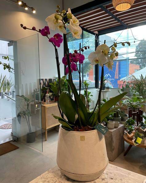 5 lugares para comprar las orquídeas más raras en la CDMX