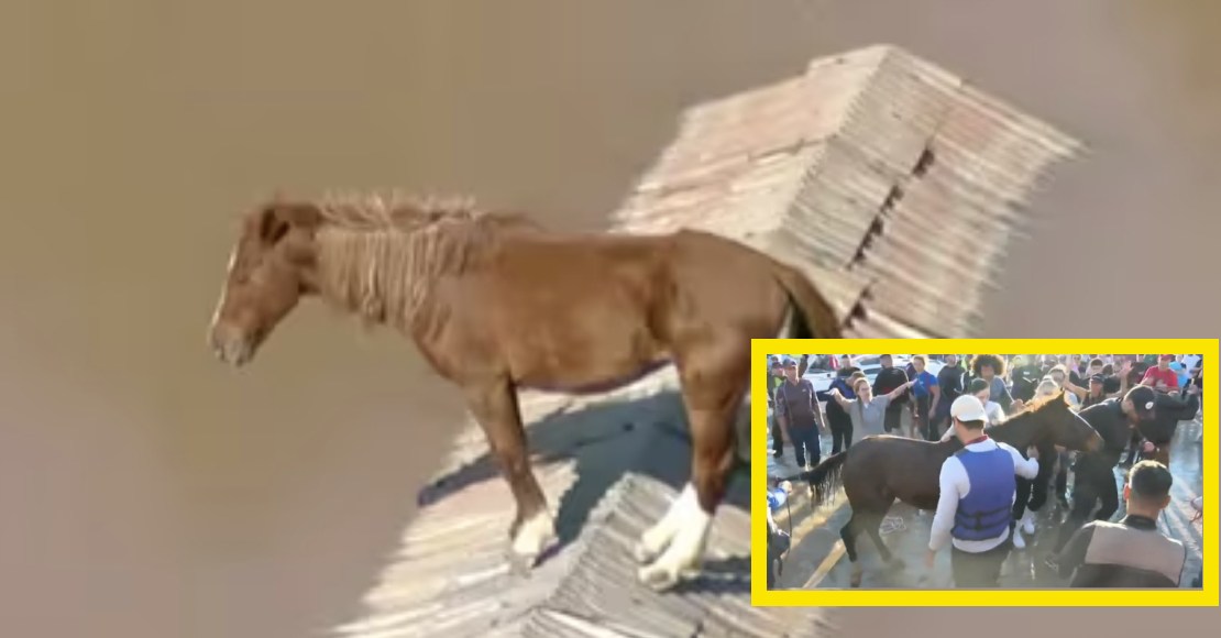 Así fue el rescate de Caramelo, un caballo atrapado en un techo de Brasil tras las inundaciones