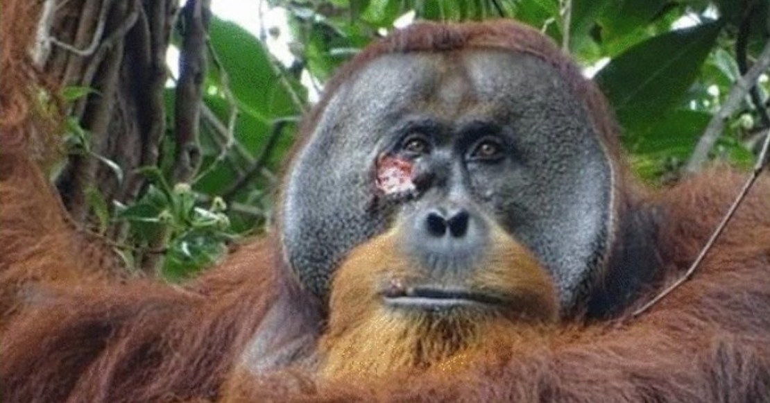 Rakus, el primer orangután al que descubren curándose una herida con planta medicinal