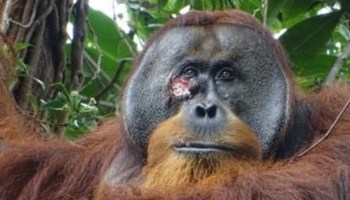 Orangután se cura herida con planta medicinal en Indonesia.