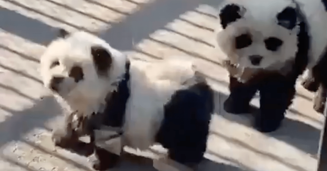 ¡Qué poca! Pero… ayñ: Zoológico de China pinta perritos como pandas y engañan a sus visitantes