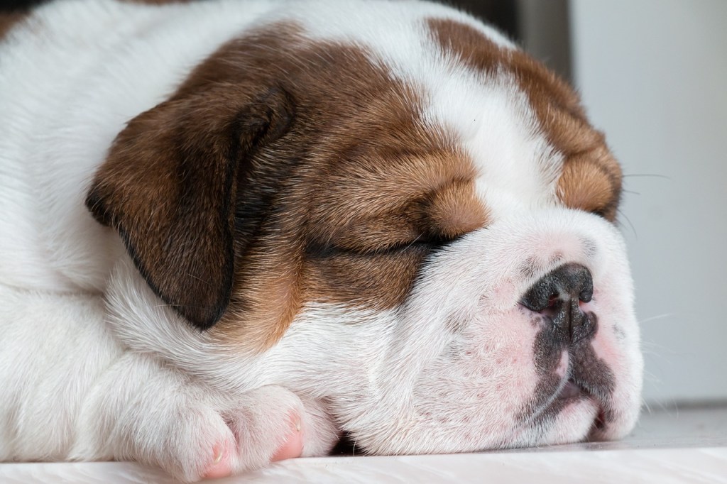 10 razas de perros que más duermen al día