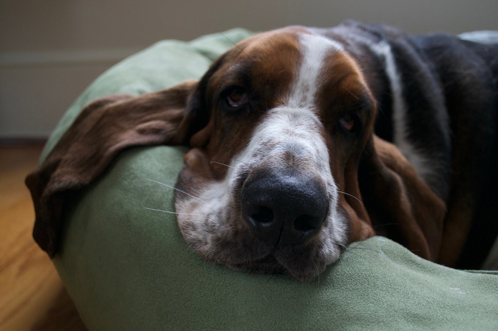 10 razas de perros que más duermen al día