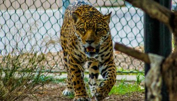 ¿Por qué Costa Rica ya no quiere animales en los zoológicos?