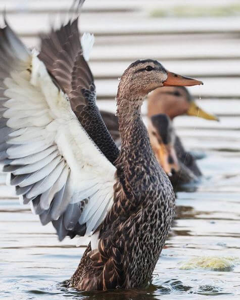La tranquilidad garantizada: Lugares para ver lagos y patos en la CDMX
