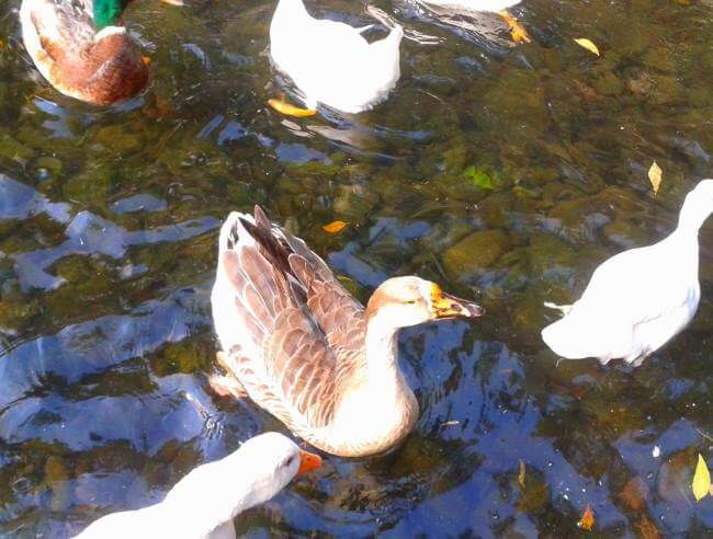 La tranquilidad garantizada: Lugares para ver lagos y patos en la CDMX