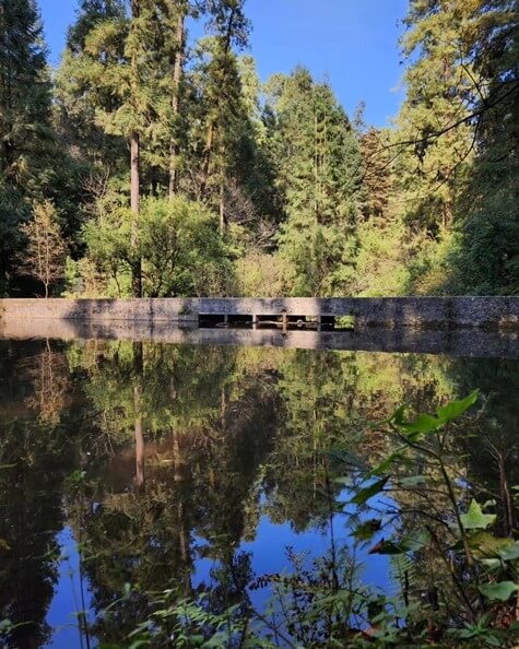 La tranquilidad garantizada: Lugares para ver lagos y patos en la CDMX