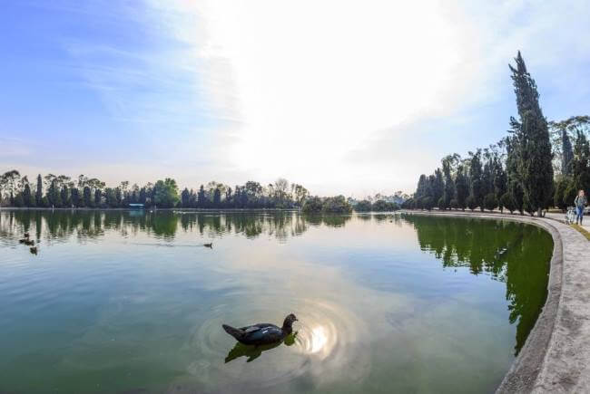 La tranquilidad garantizada: Lugares para ver lagos y patos en la CDMX