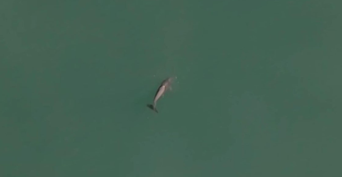 Un análisis sobre la situación de la vaquita marina en México