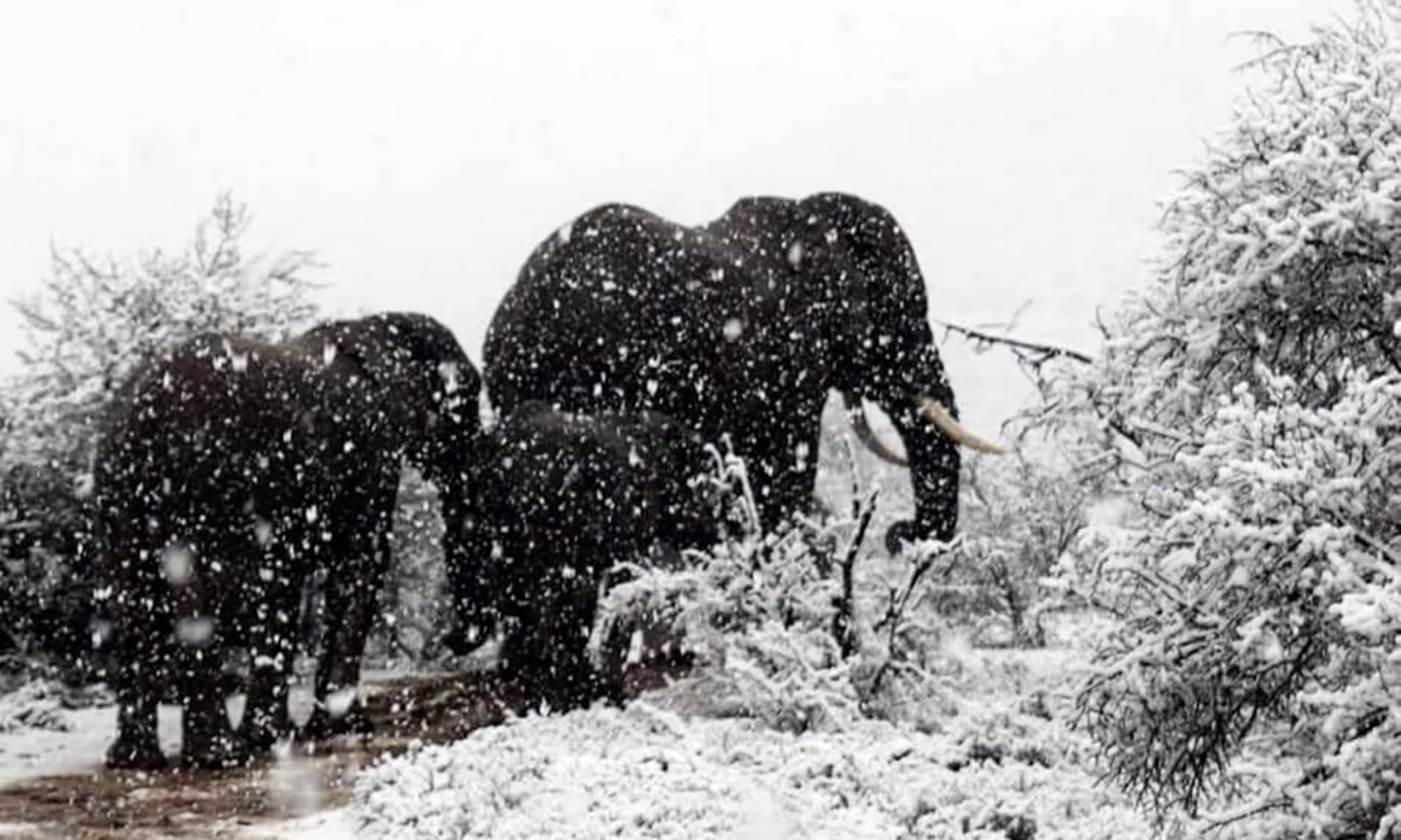 Fotos y videos de la caída de nieve en Sudáfrica