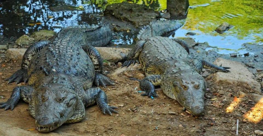 Sobrepoblación de cocodrilos en el estado.