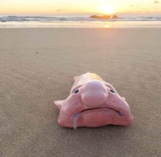 Este es el animal más feo (y tierno) del planeta