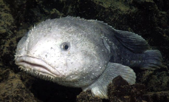 Este es el animal más feo (y tierno) del planeta