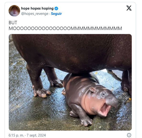 Moo Deng, la bebé hipopótamo pigmeo
