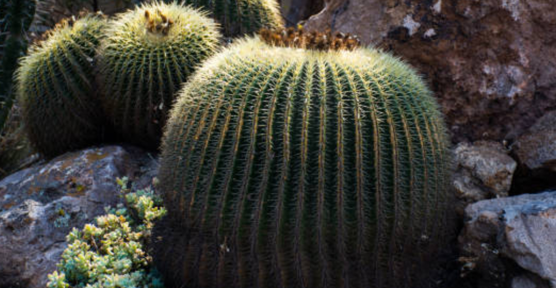 que-es-acitron-roscas-de-reyes-biznagas-2