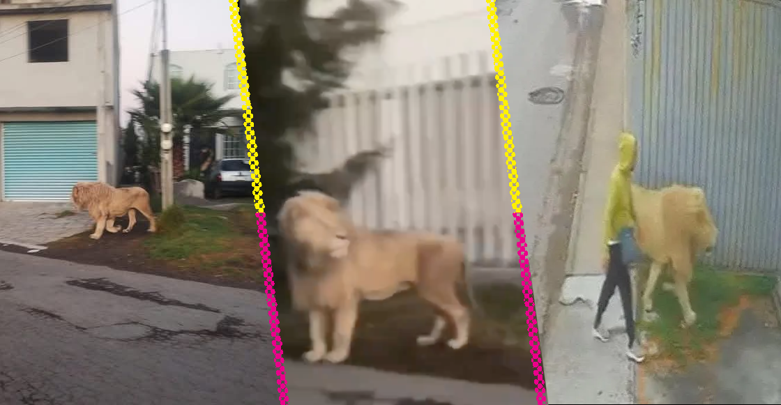 Video: León sorprende a los habitantes de Ocoyoacac. Noticias en tiempo real