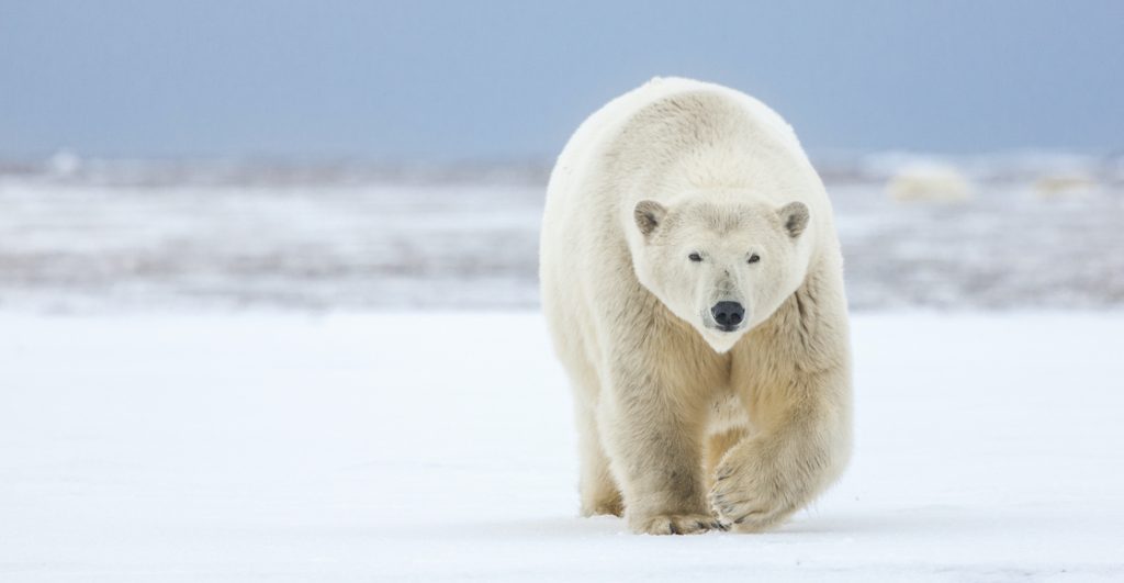 Isla donde viven más osos polares que personas recibirá aranceles de Trump.