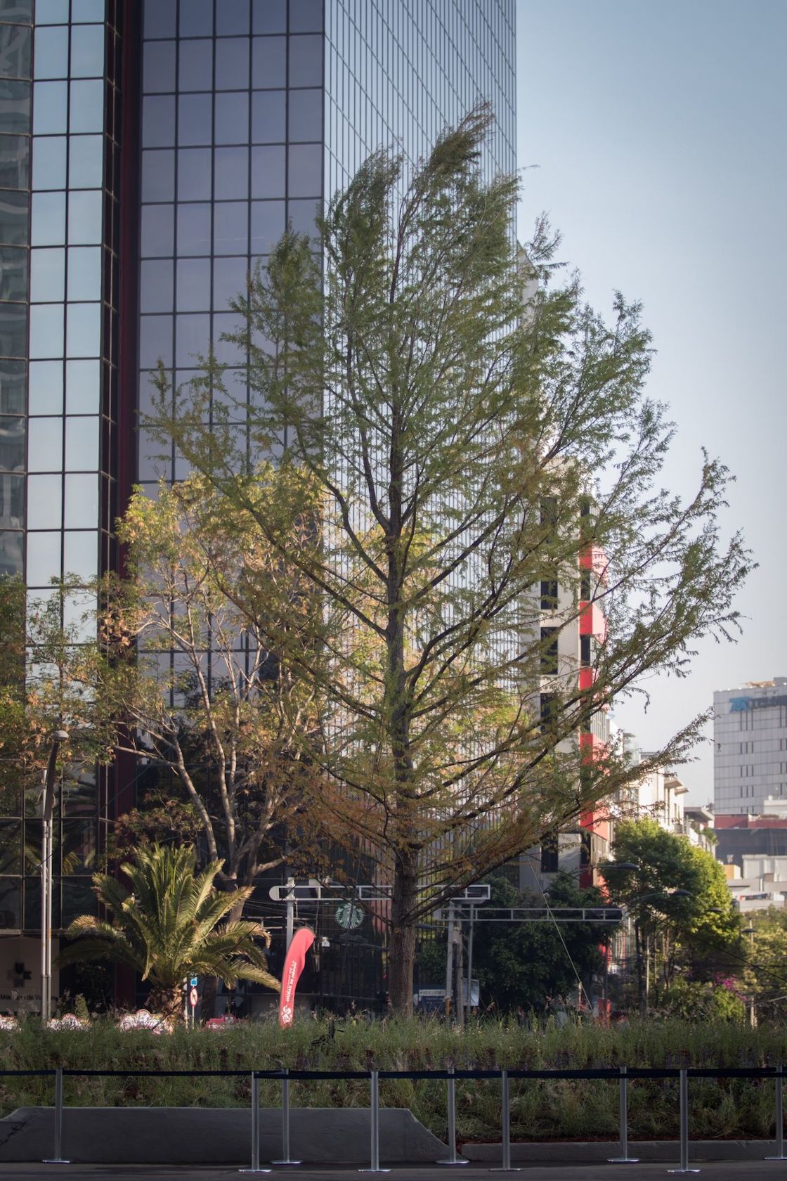Para Ivonne Guadalupe Olalde el Ahuehuete es una especie que requiere mucha agua.