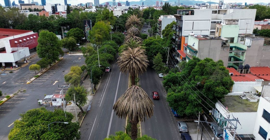 Las palmeras se han retirado de diferentes puntos de la CDMX por la enfermedad que tienen.