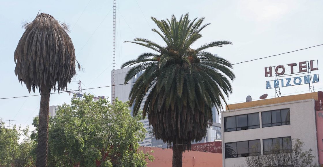 Las palmeras parecen estar enfermas cuando se ven sus hojas caídas.