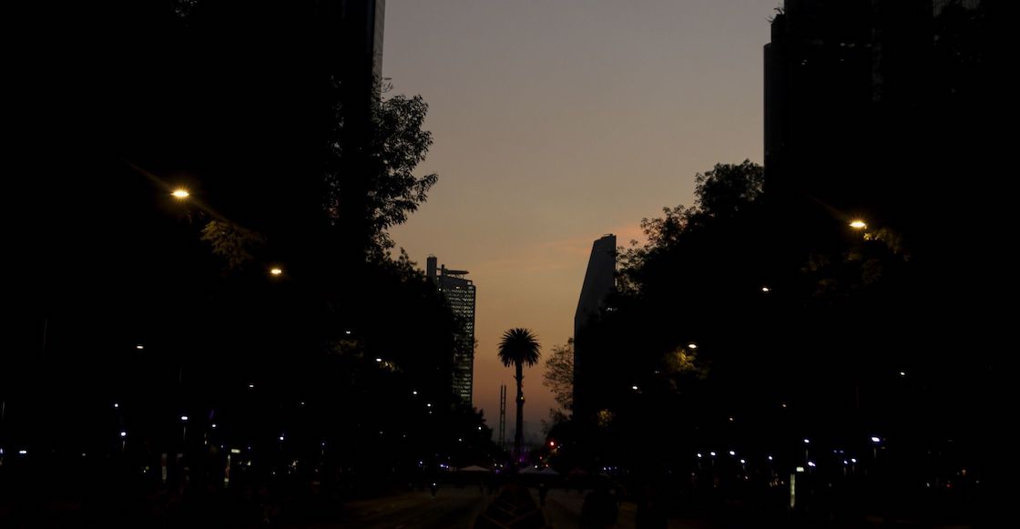 Este 2025 se han retirado más de 40 palmeras en la CDMX.