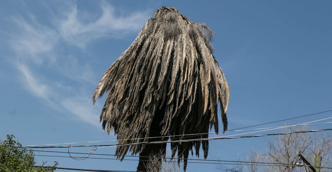 Las palmeras parecen enfermar por una combinación de bacterias y hongos pero aún no se conoce que organismos específicos intervienen.