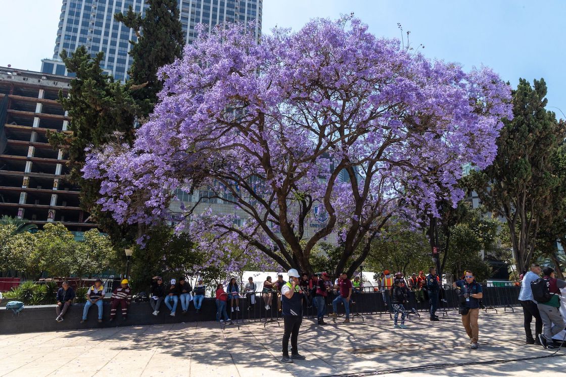 Para la bióloga de la UNAM no se deben colocar jacarandas y otras especies exóticas en lugar de las palmeras.