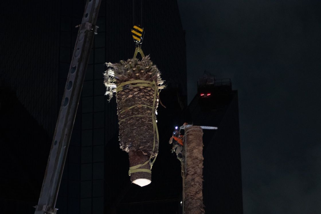 La palmera de Reforma se quitó en 2022 luego de detectarse que estaba enferma.