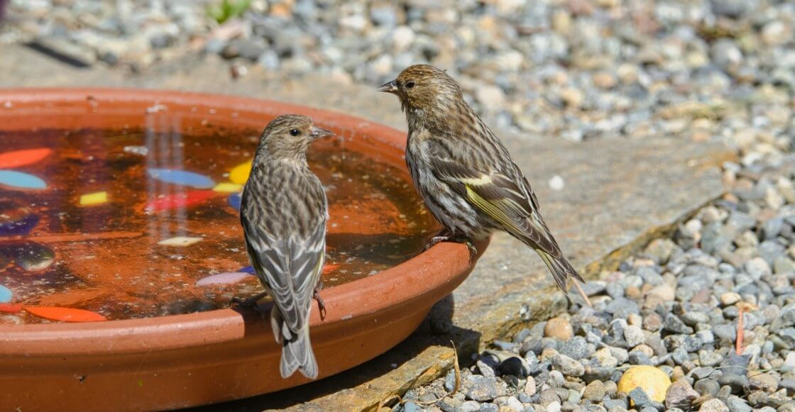Instrucciones para ponerle agua fría a los pajaritos y que no mueran de sed