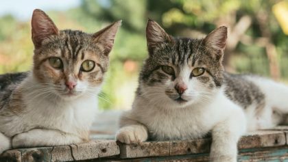 A todo esto ¿cuántos gatos hay en México?