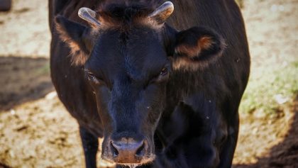 Gusano barrenador en México: ¿Por qué regresó una plaga que ya había desaparecido?