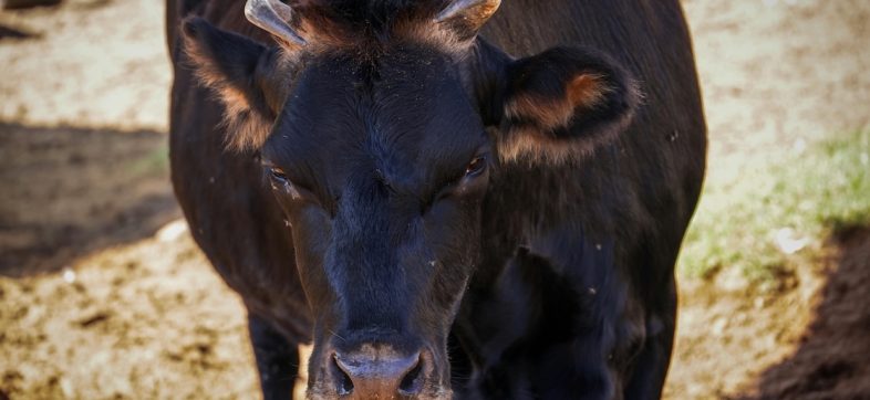 Gusano barrenador en México: ¿Por qué regresó una plaga que ya había desaparecido?
