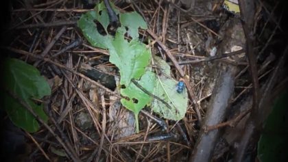 Gusano barrenador en México: ¿Por qué regresó una plaga que ya había desaparecido?