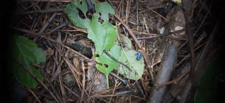 Gusano barrenador en México: ¿Por qué regresó una plaga que ya había desaparecido?