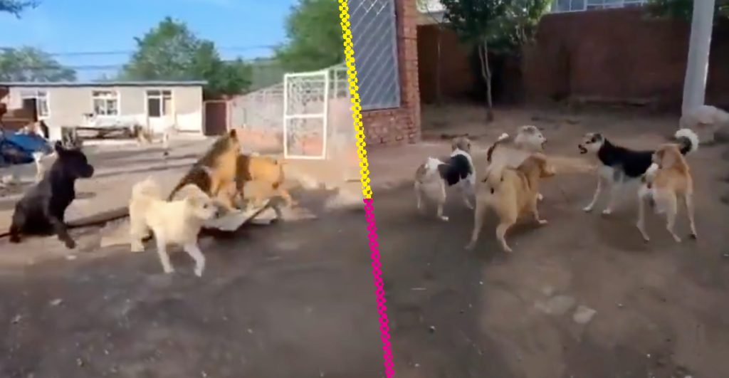 La historia detrás del meme: ¿Quién es el 'Perro con Aura' que se ha vuelto viral en internet?