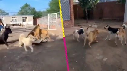 La historia detrás del meme: ¿Quién es el 'Perro con Aura' que se ha vuelto viral en internet?